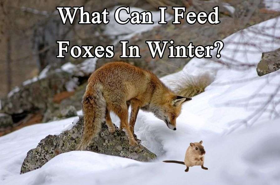 What Can I Feed Foxes In Winter