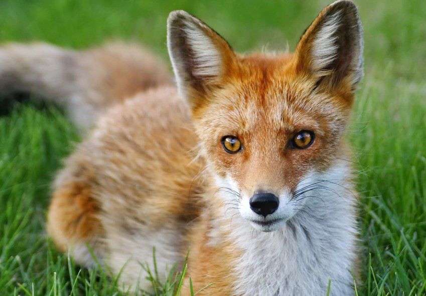 Pet Fox