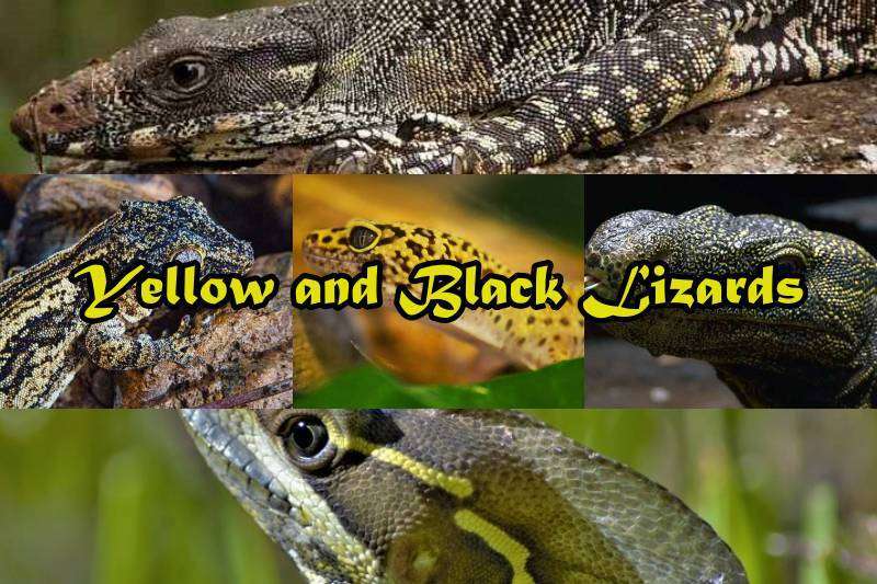 Yellow and Black Lizards