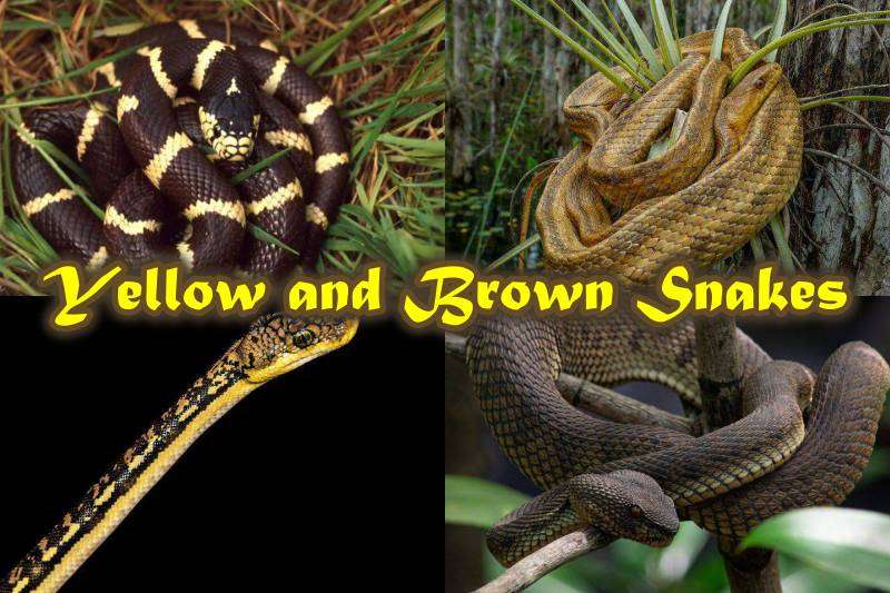Yellow and Brown Snakes