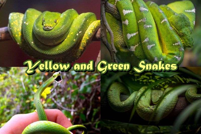 Yellow and Green Snakes