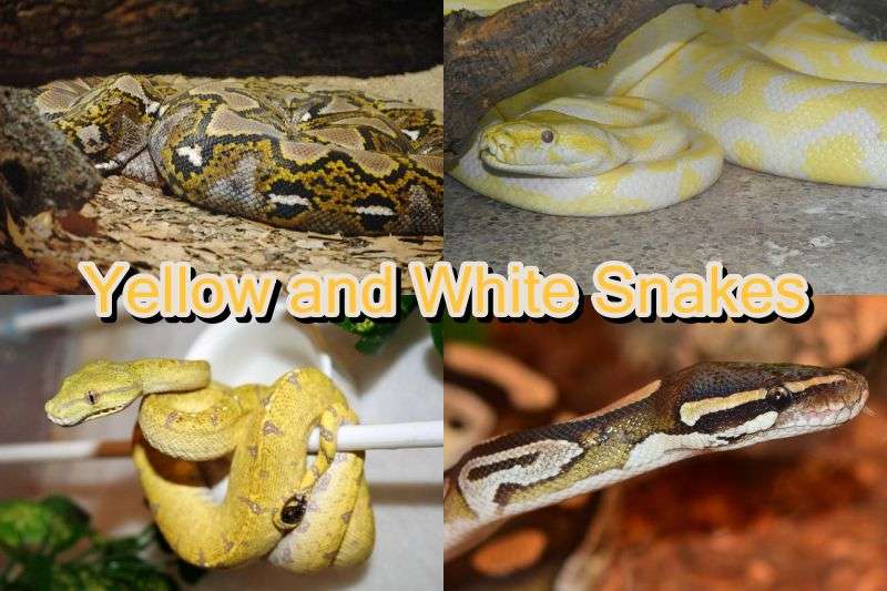 Yellow and White Snakes