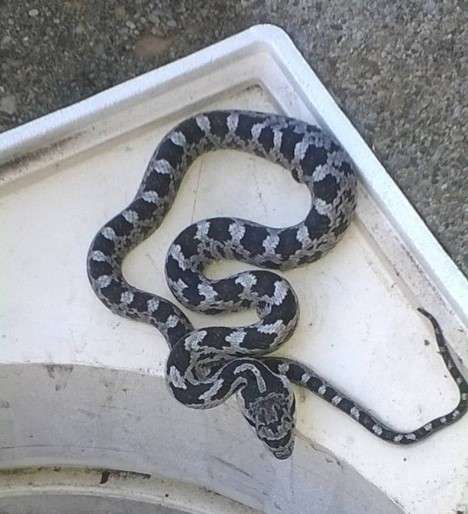 baby black rat snake identification