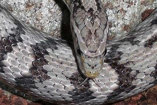 Anerythristic Corn Snake