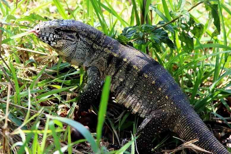 Argentine Black and White Tegu