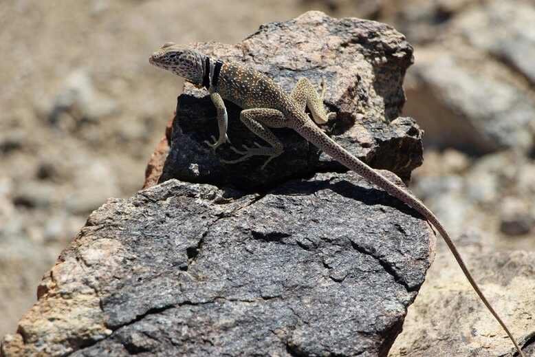 Great Basin Collared Lizard