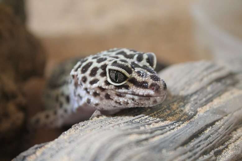 Black and White Leopard Gecko
