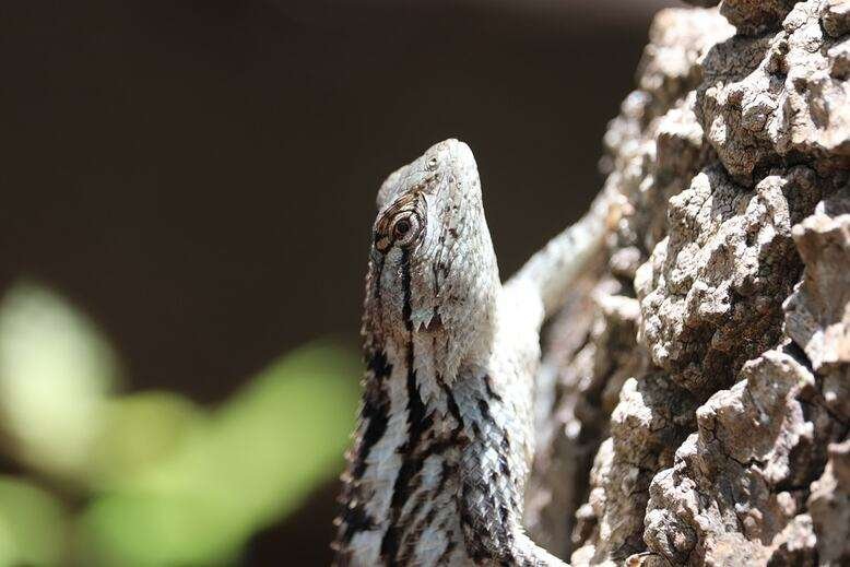 Texas Spiny Lizard