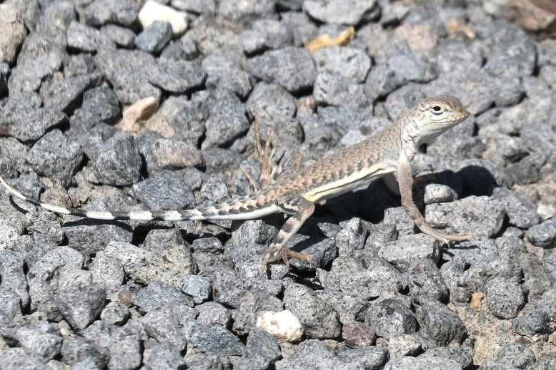 Zebra-Tailed Lizard