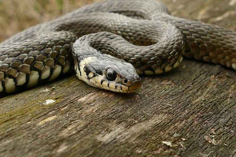 Barred Grass Snake