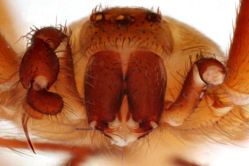 Anterior of Brown Recluse
