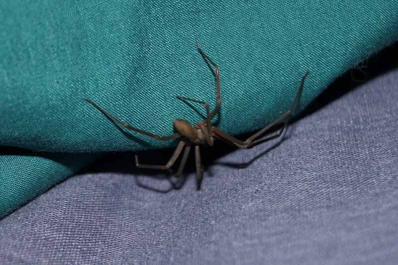 Brown Recluse Spider