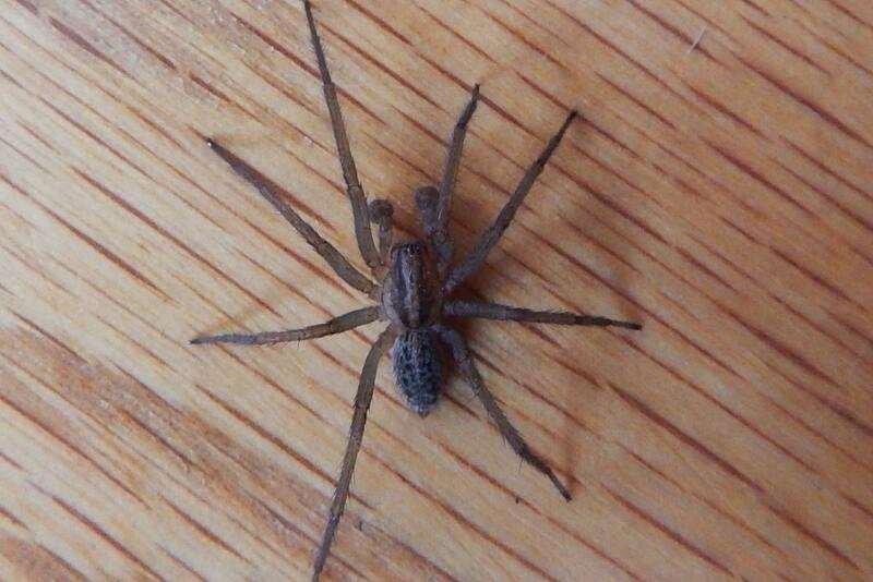 Hobo Spider