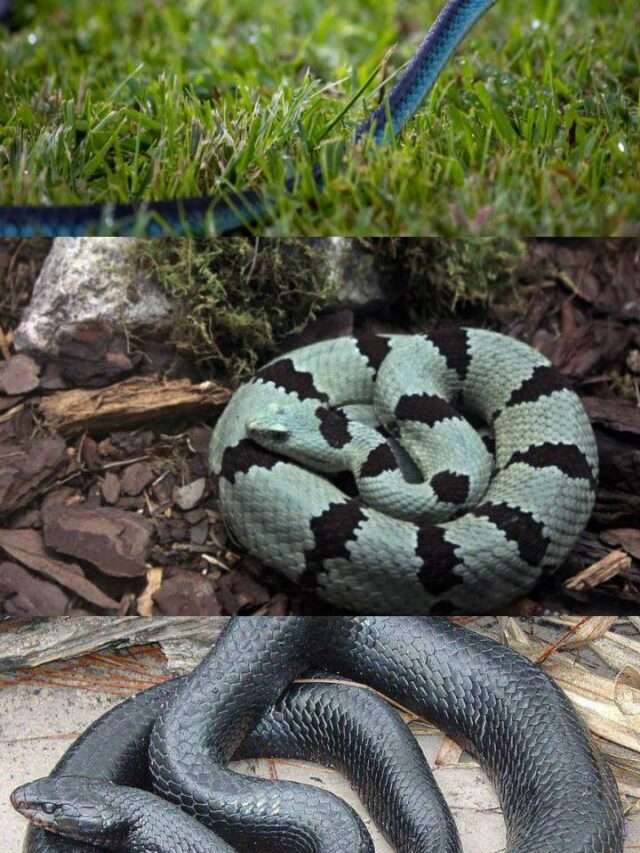 Interesting  Blue and Black Snakes