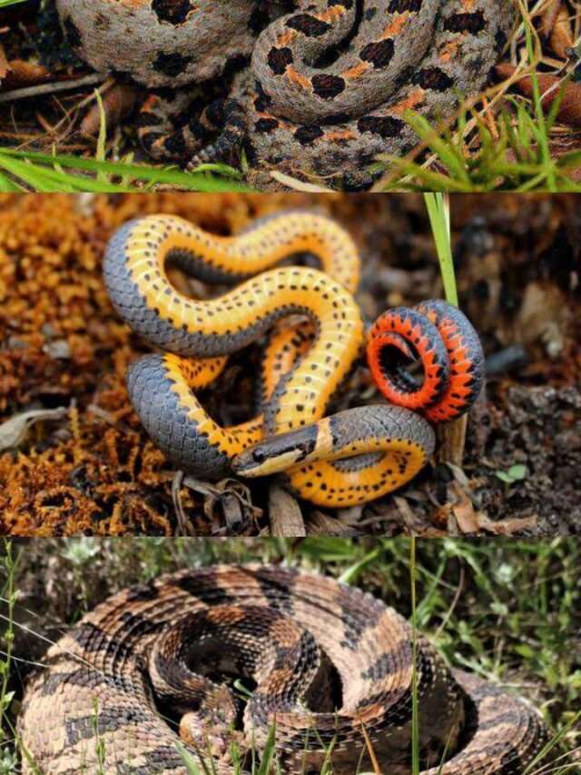 Venomous Orange and Black Snakes