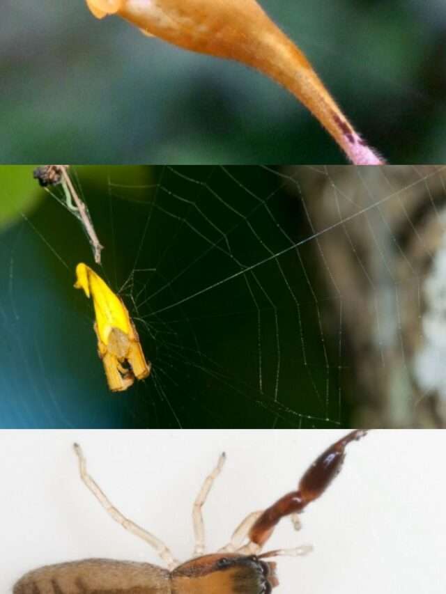 True Spiders that look like Scorpions