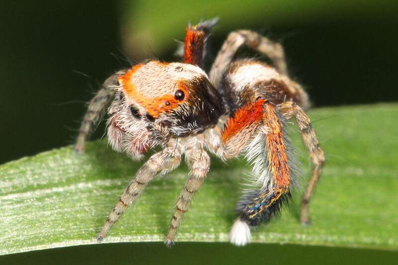 Beard Footed Spider