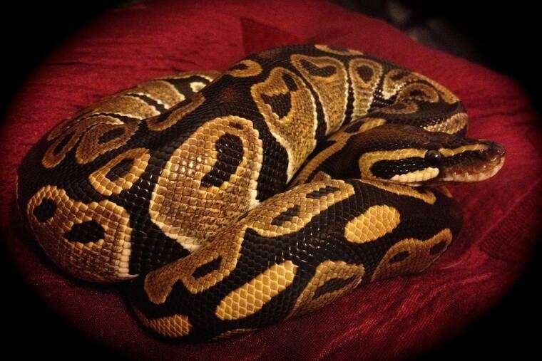 Ball Python