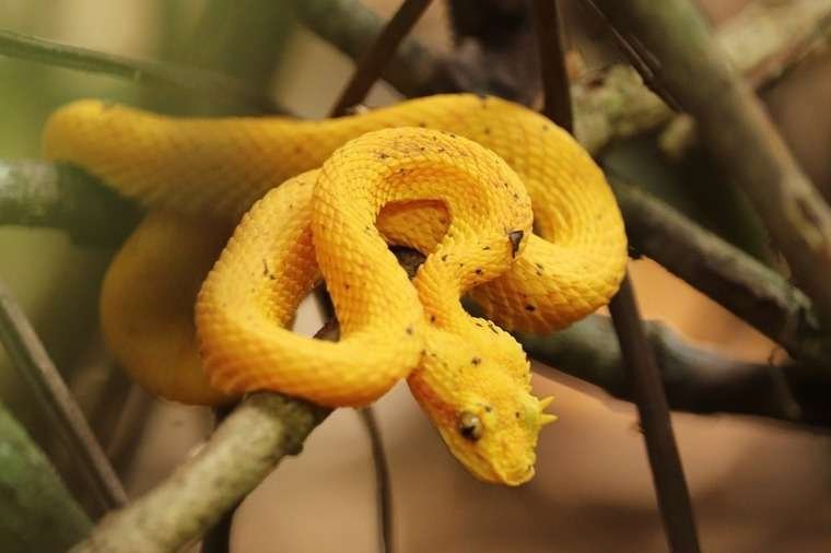 30+ Magnificent Yellow and Brown Snakes (10 are Venomous) | Updated