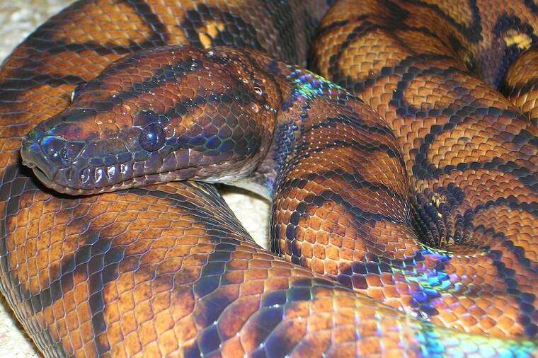Rainbow Snake