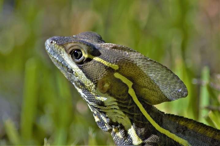 Brown Basilisk