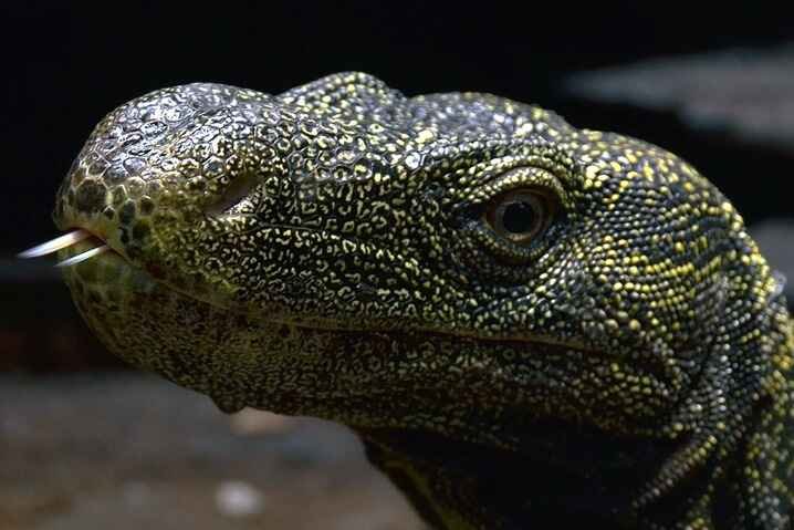 Crocodile Monitor