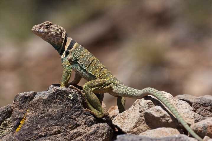 Eastern Collared Lizard