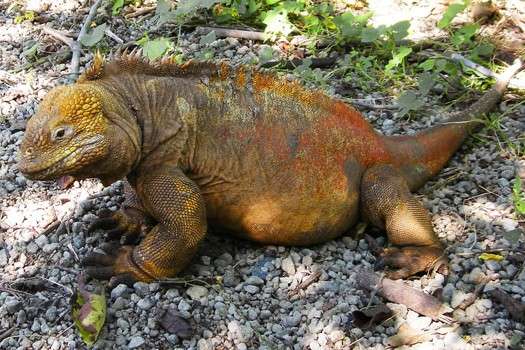 Galapagos Land Iguana