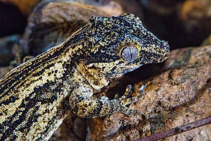 Gargoyle Gecko