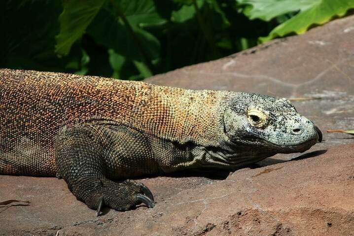 Komodo Dragon