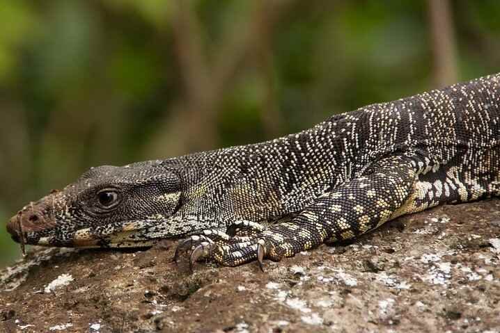 Lace Monitor