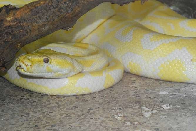 Albino Burmese Python