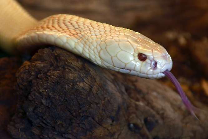Albino Monocled Cobra