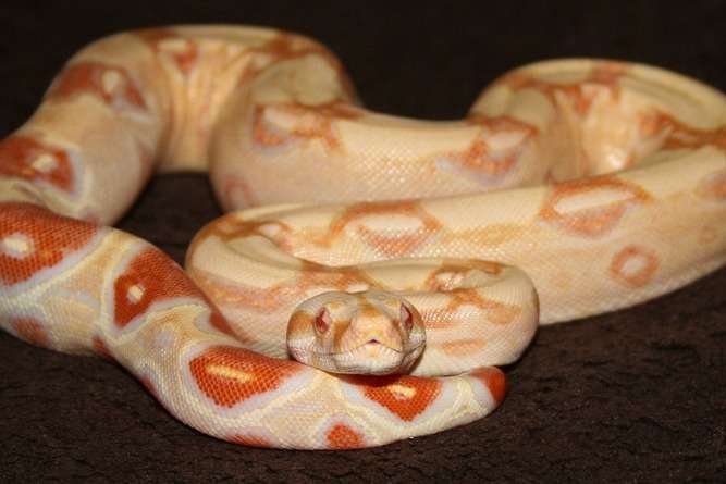 Albino Red Tail Boa