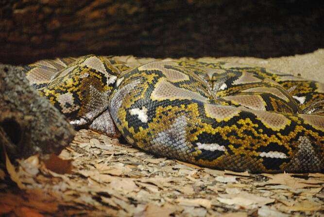 Reticulated Python