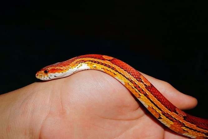 Yellow Corn Snake