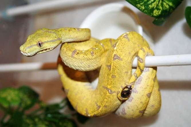 Yellow Biak Green Tree Python
