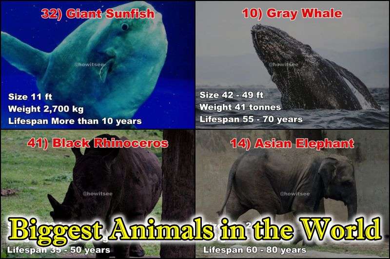 Top 50 Biggest Animals in the World (Ranked in Order) -