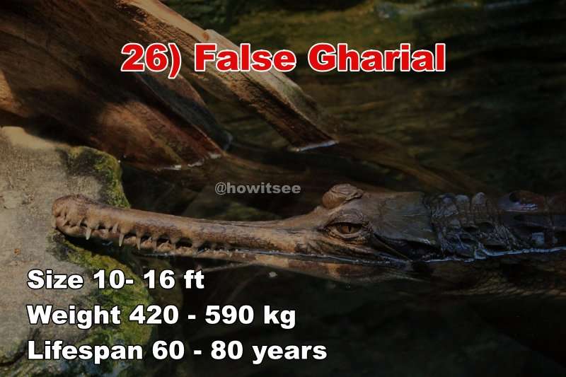 False Gharial