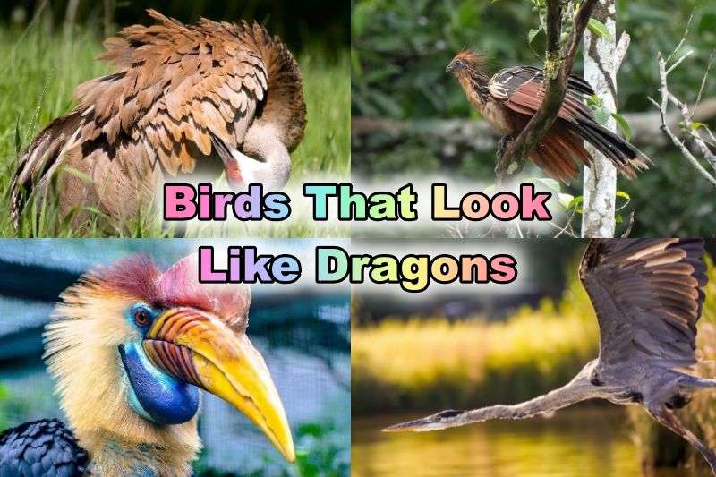 Birds That Look Like Dragons