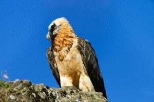 Bearded Vulture