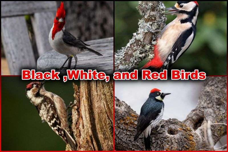 Black, White, and Red Birds