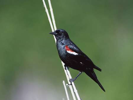 Tricolor Blackbird