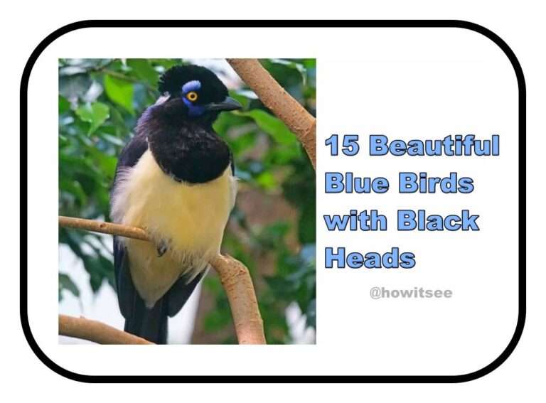 Blue Birds with Black Heads