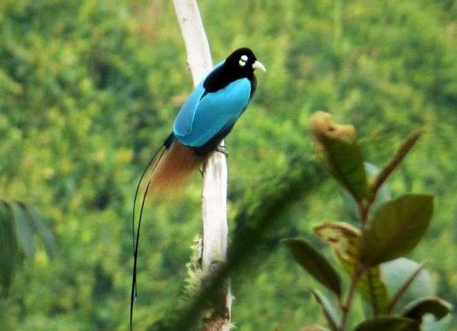 15 Beautiful Blue Birds With Black Heads (With Pictures) -