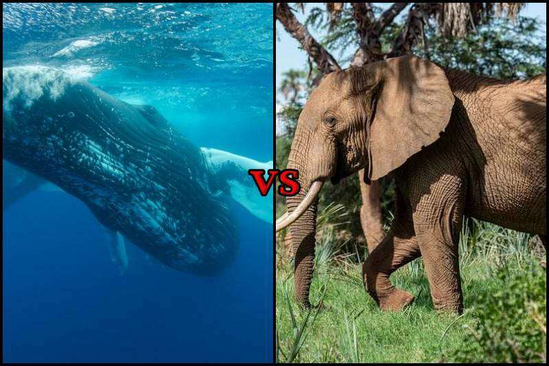 Blue Whale vs Elephant