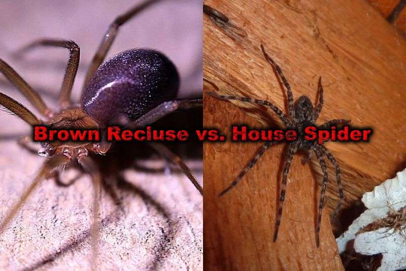 Brown Recluse vs House Spider