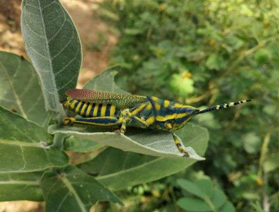 Indian Painted Grasshopper
