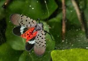 Col Insects 20 Colorful Insects That Are Unexpectedly Beautiful (2023 With Pictures ...