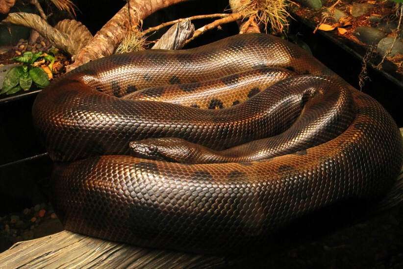 king brown snake